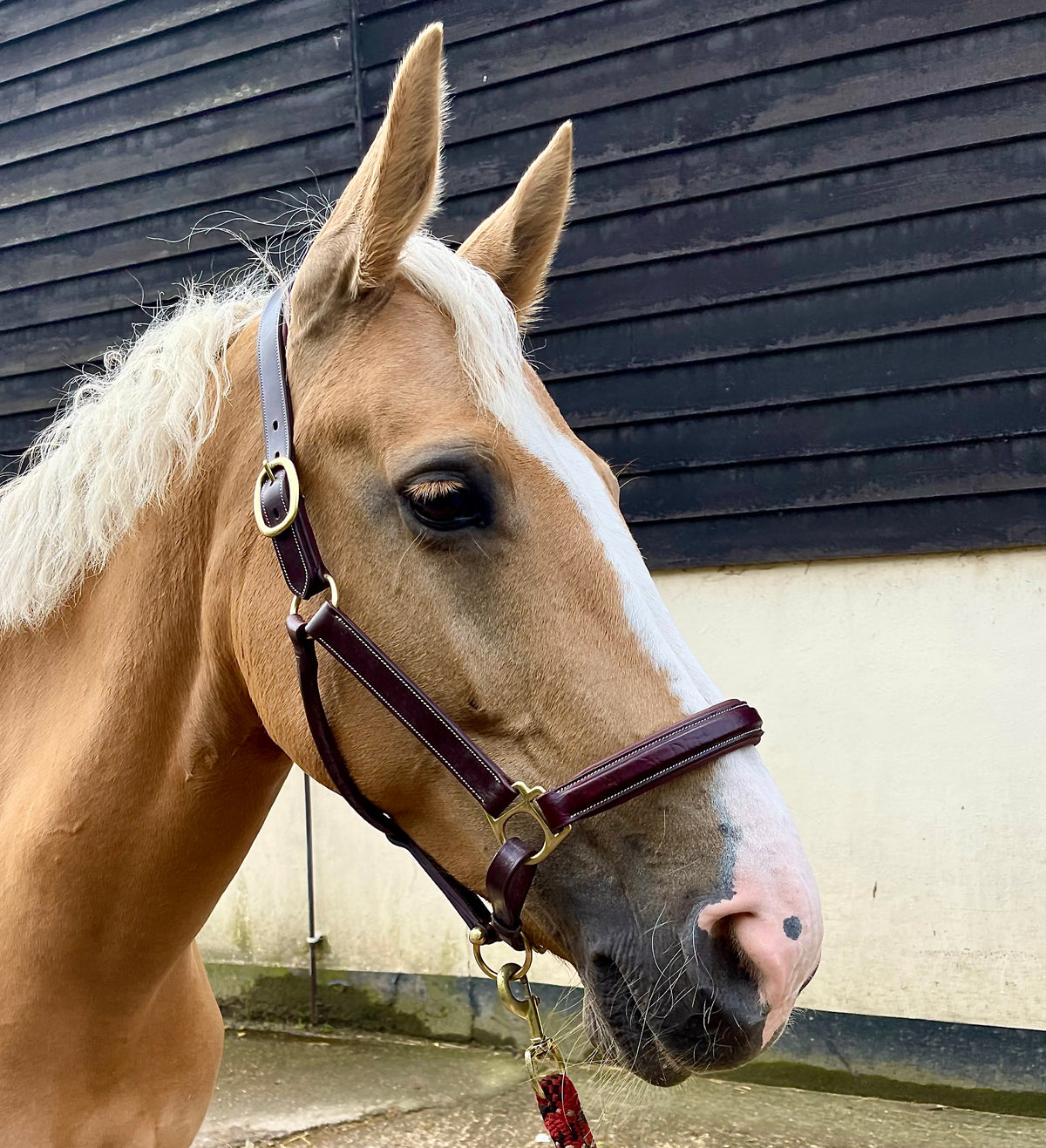 VERO Headcollar