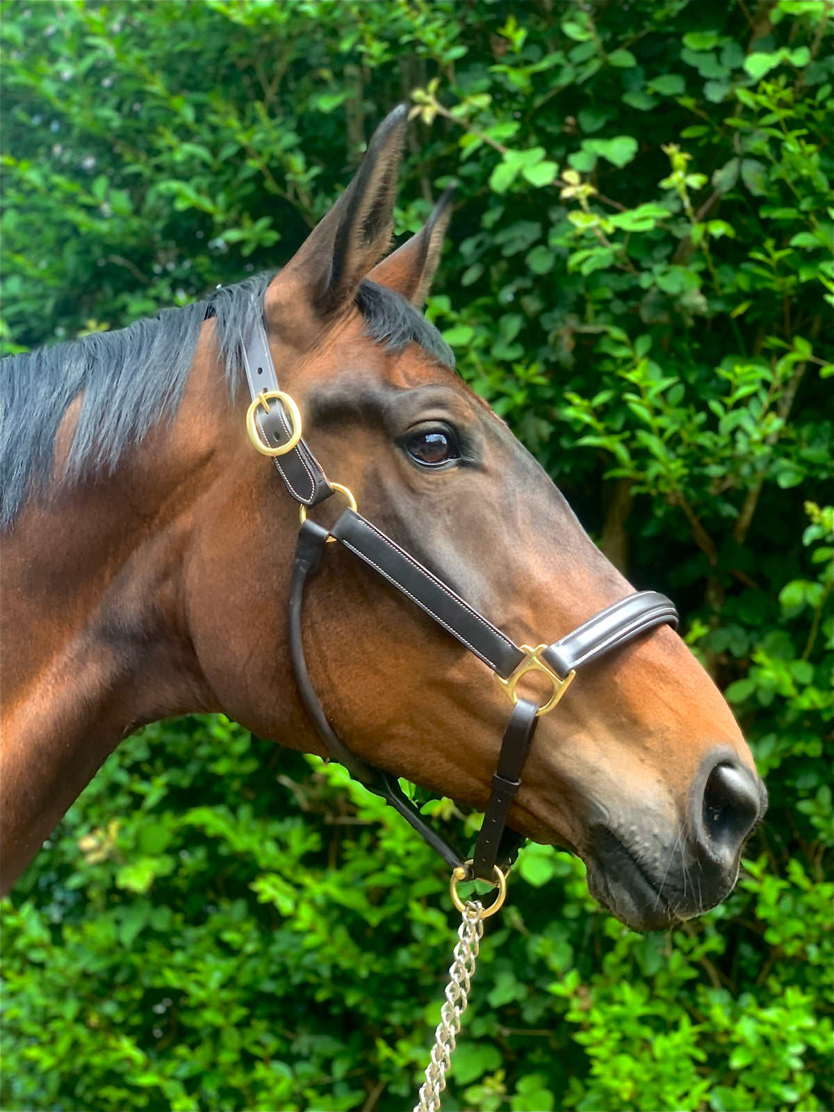 VERO Headcollar