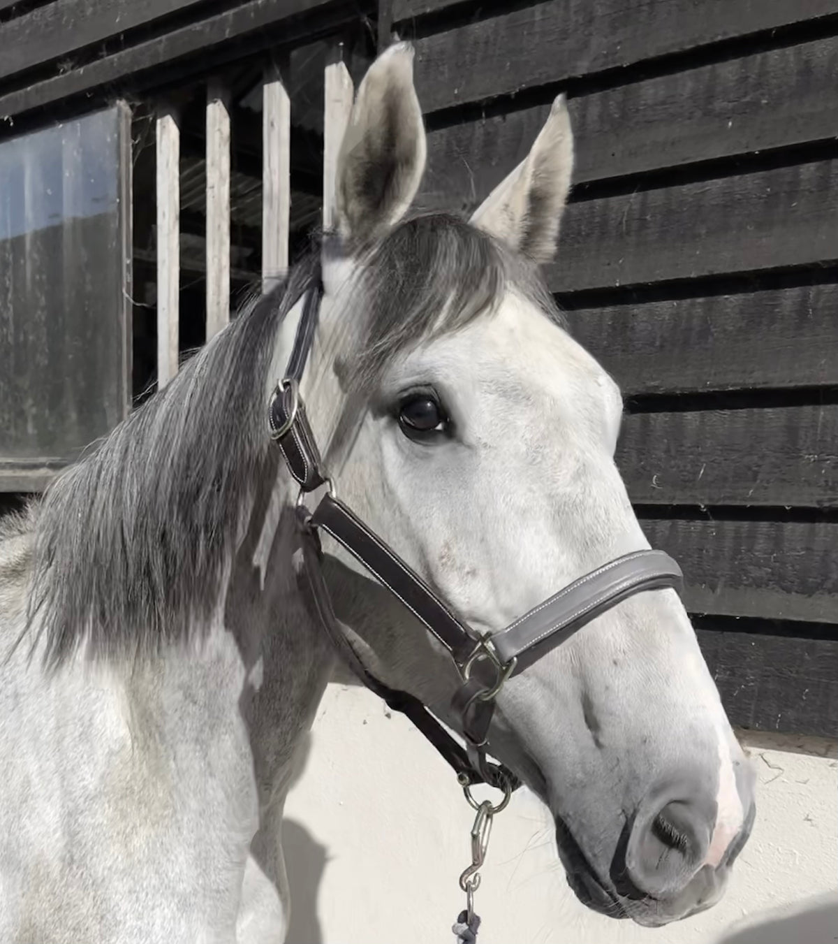 VERO Headcollar