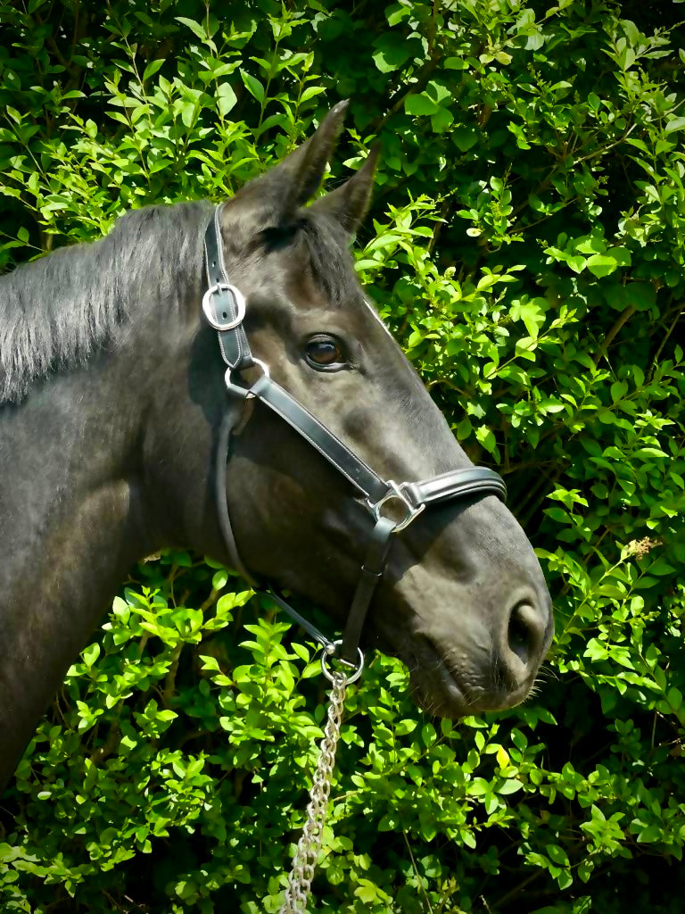 VERO Headcollar