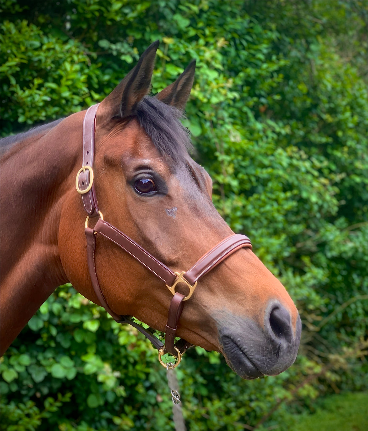 VERO Headcollar