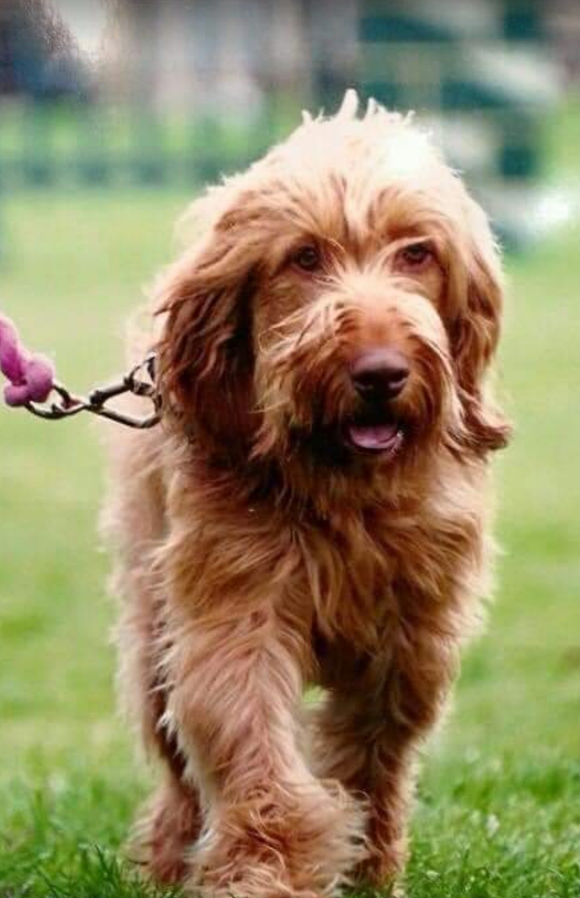 Large Dog Collars