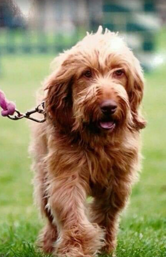 Large Dog Collars