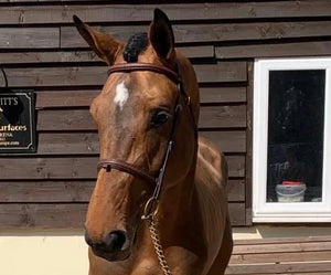 'Signature' Working Bridle (Full Size)