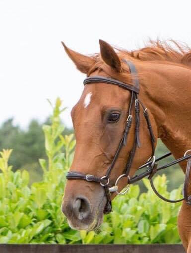 Drop Noseband