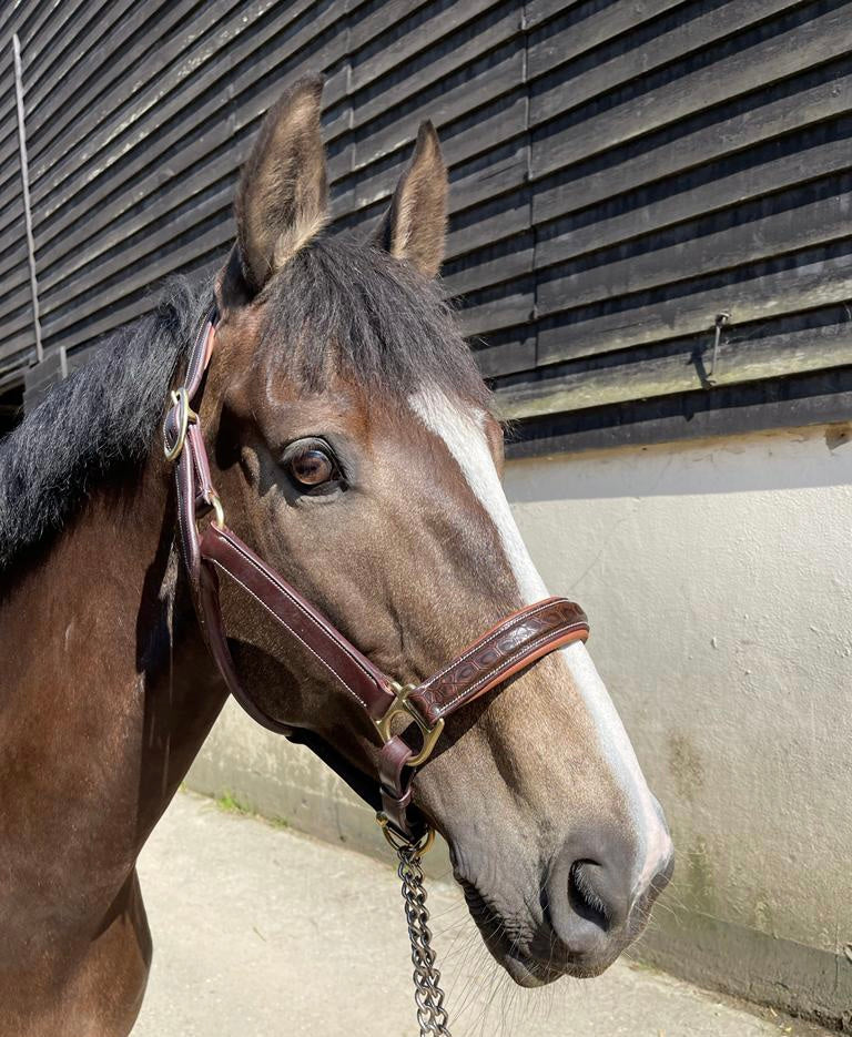 VERO Headcollar