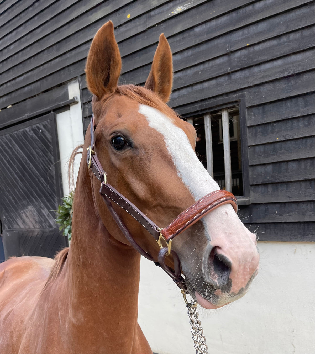 VERO Headcollar
