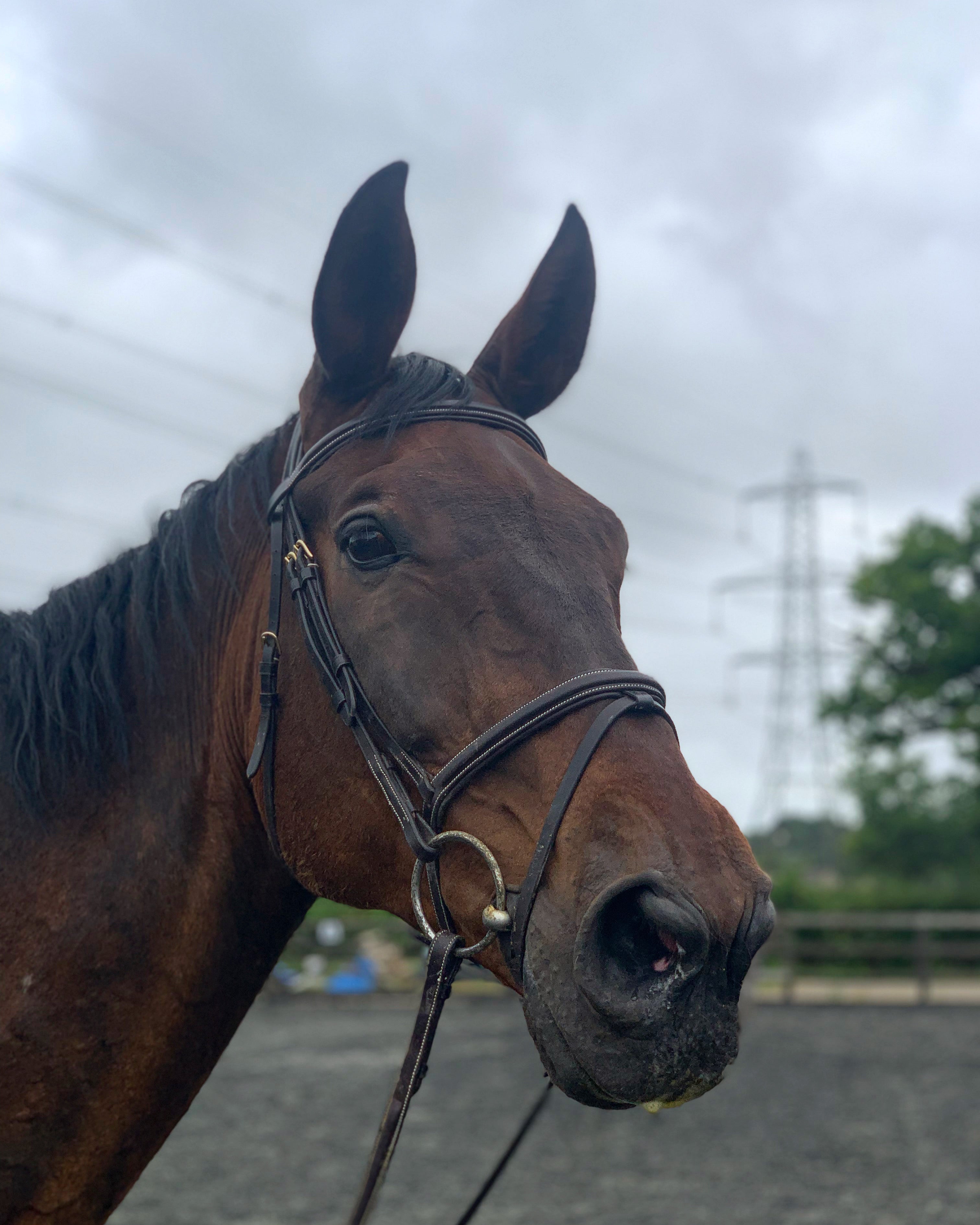 'Signature' Working Bridle (Full Size)