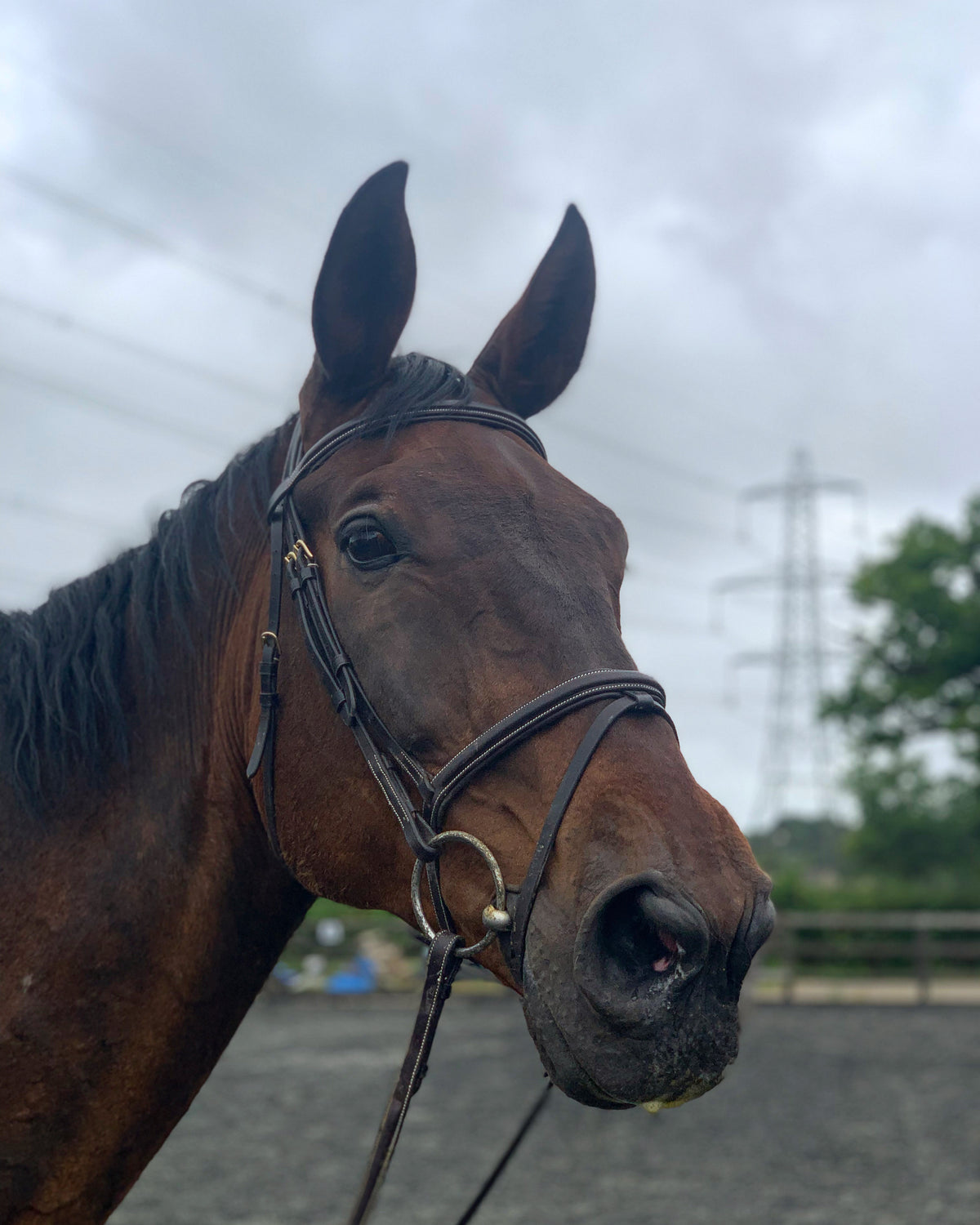 'Signature' Working Bridle (Full Size)