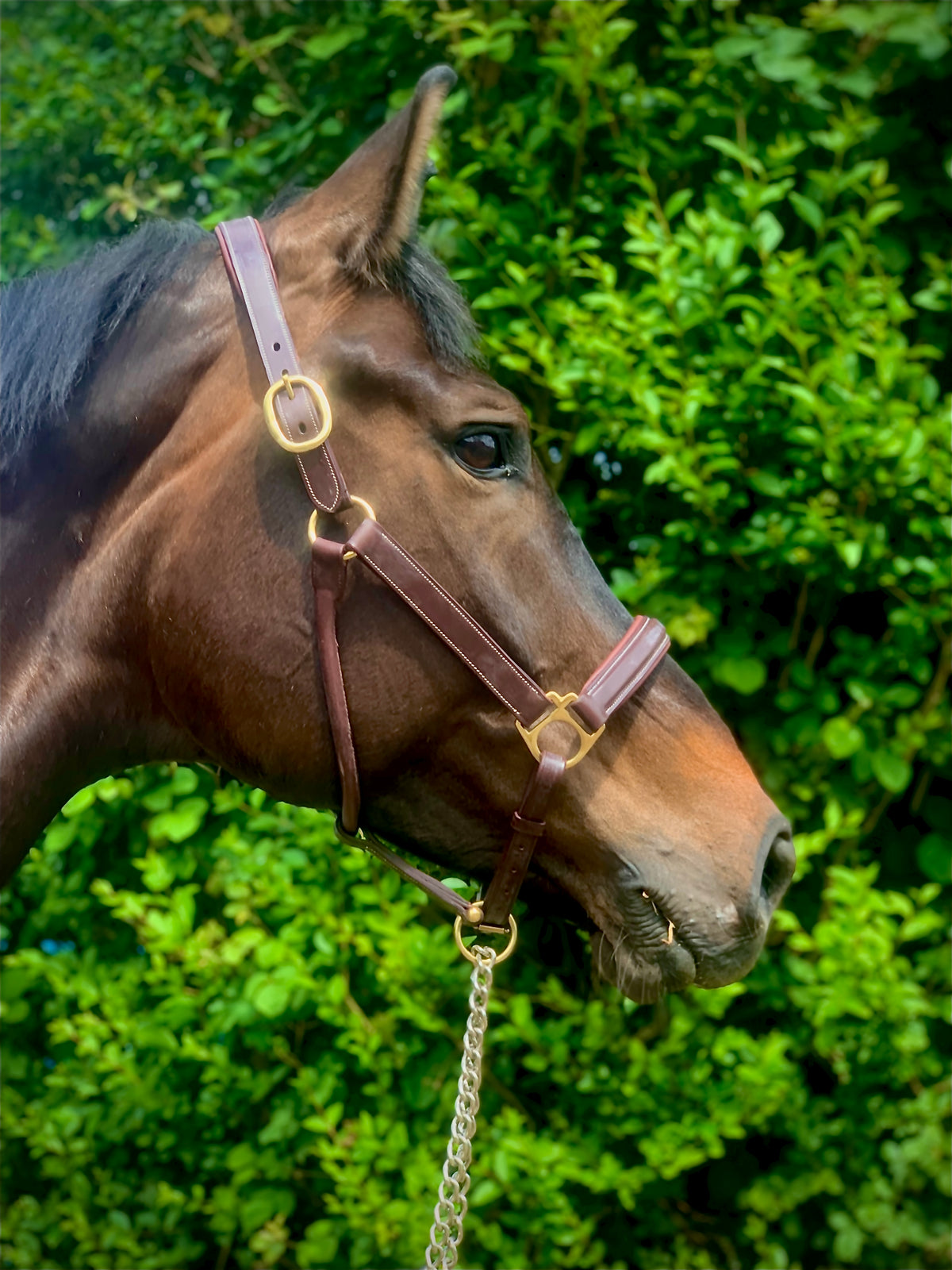 VERO Headcollar