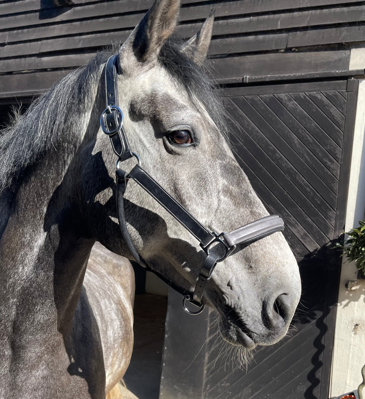VERO Headcollar